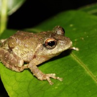 Pseudophilautus hankeni Meegaskumbura, M. & Manamendra-Arachchi, K., 2011